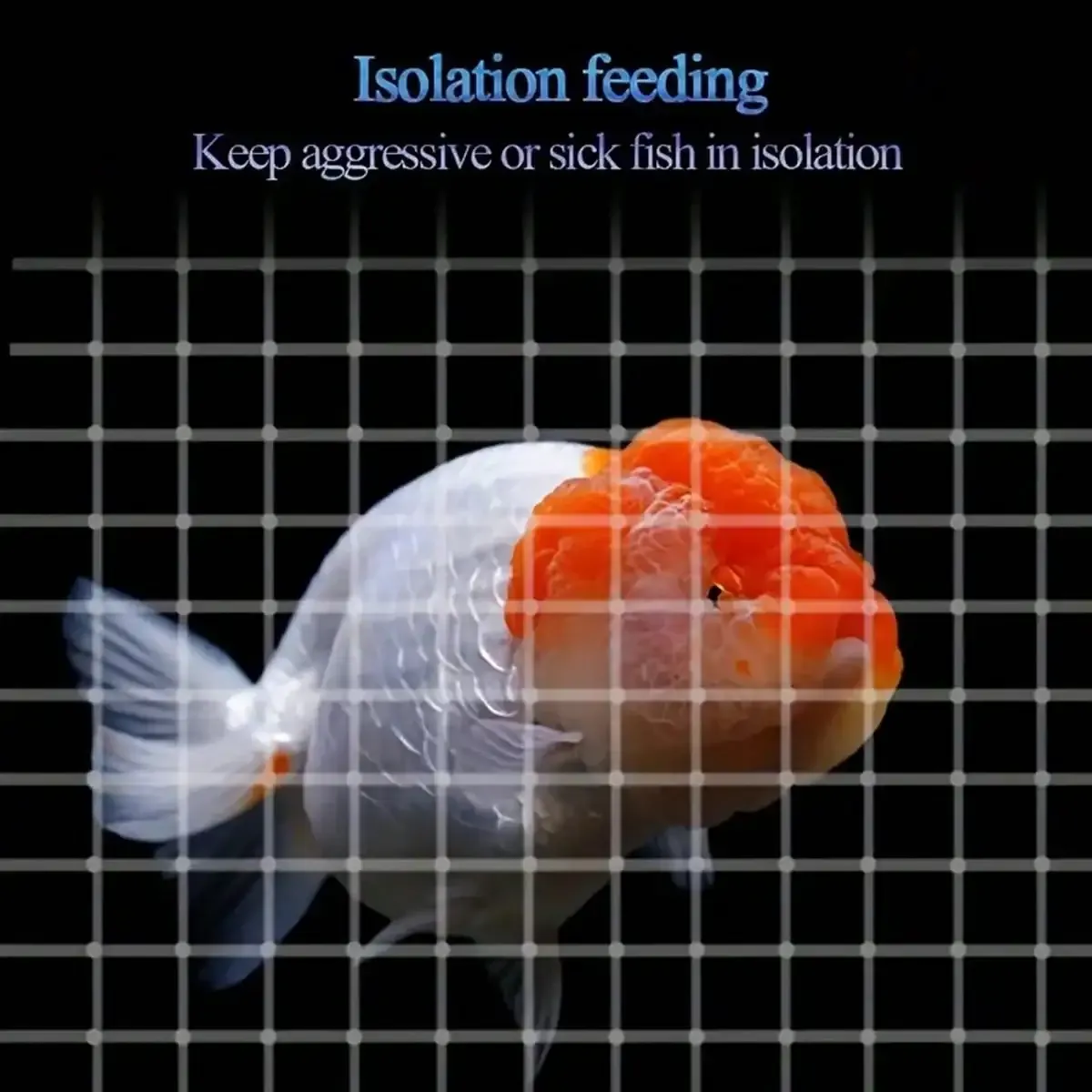 Séparation de zones dans un aquarium