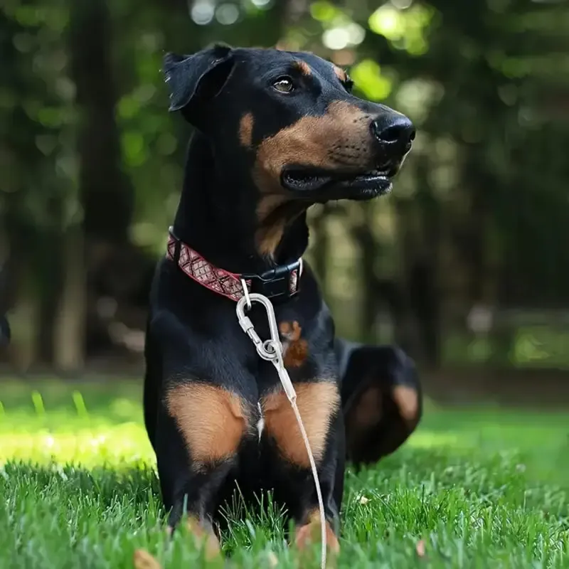 Laisse de câble d'arrimage pour chien, vue 2