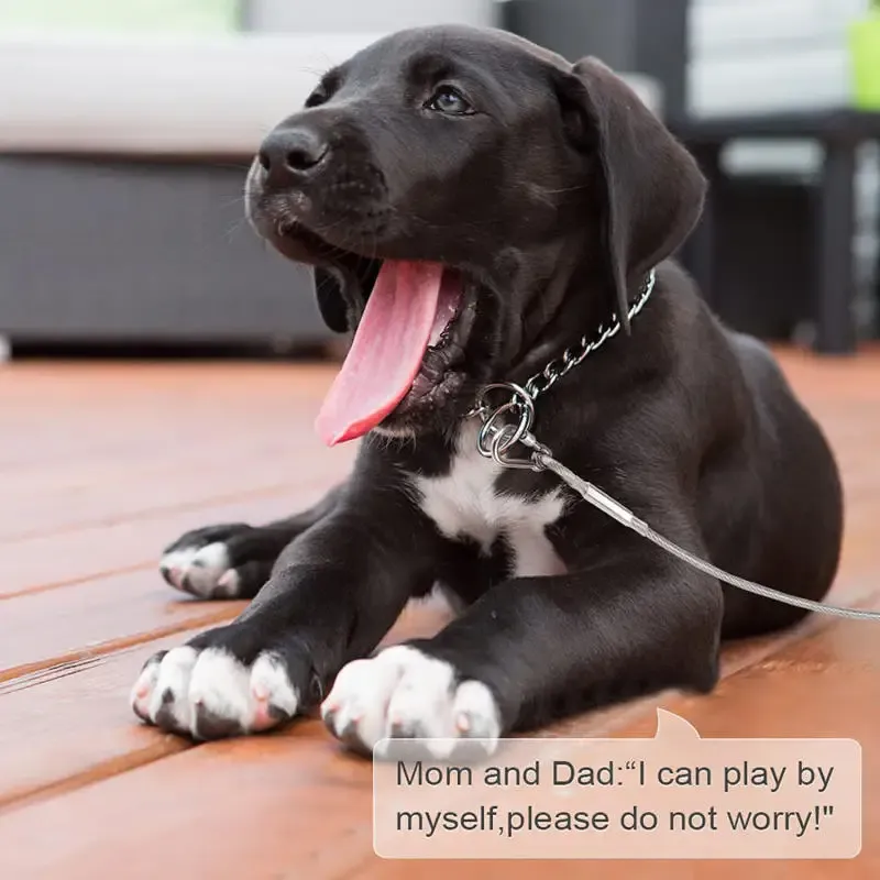 Laisse de câble d'arrimage pour chien, vue 3