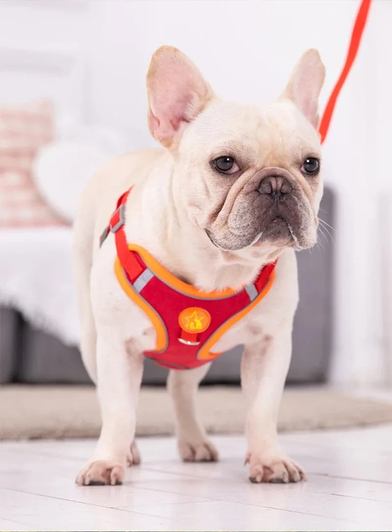 Harnais pour chien en situation