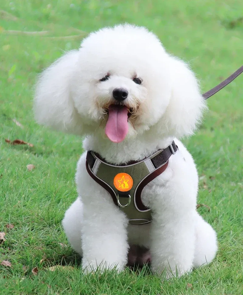 Harnais anti-traction pour chien