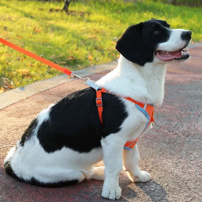 Harnais pour chien vue d'ensemble