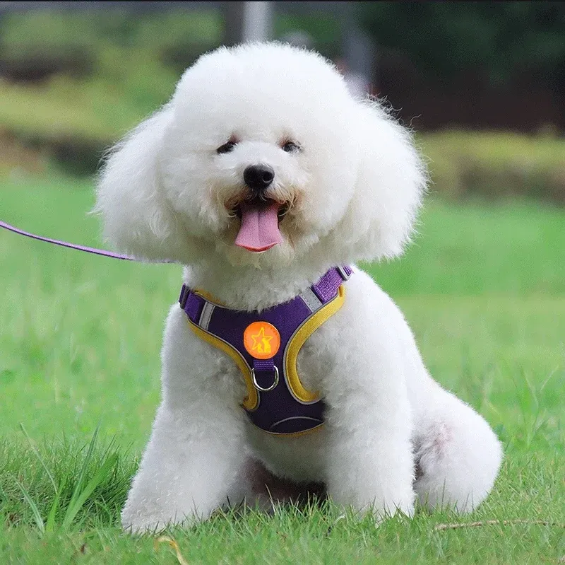 Harnais de promenade pour chien