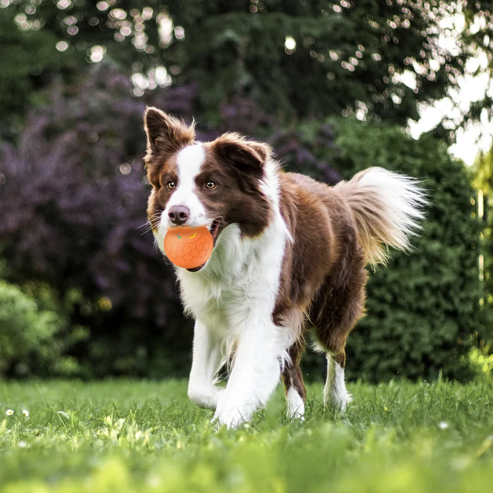 Boule jouet pour animaux de compagnie