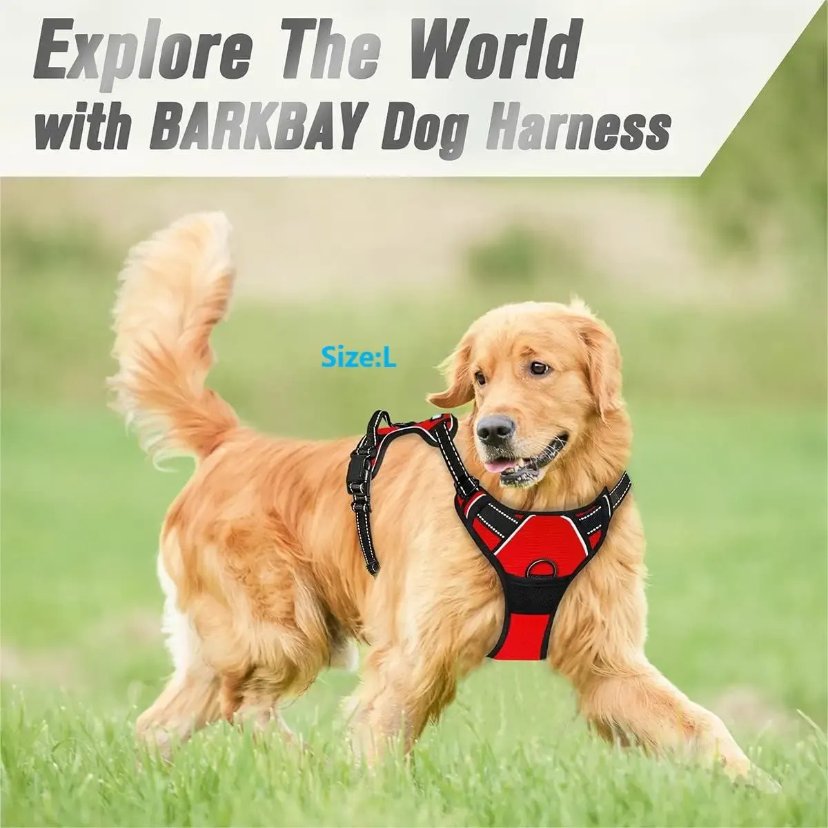 Détail du harnais pour chien