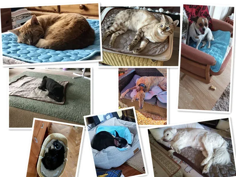 Tapis rafraîchissant pour animaux de compagnie, vue d'ensemble
