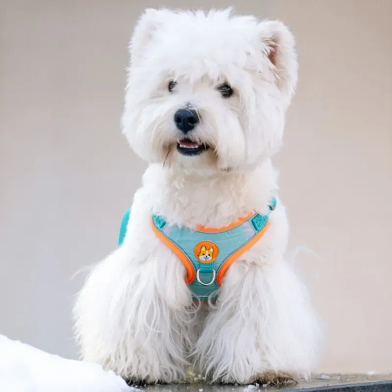 Harnais réglable sans traction pour chien avec bande réfléchissante, laisse de marche et de course, sangle poitrine et gilet pour chat 2