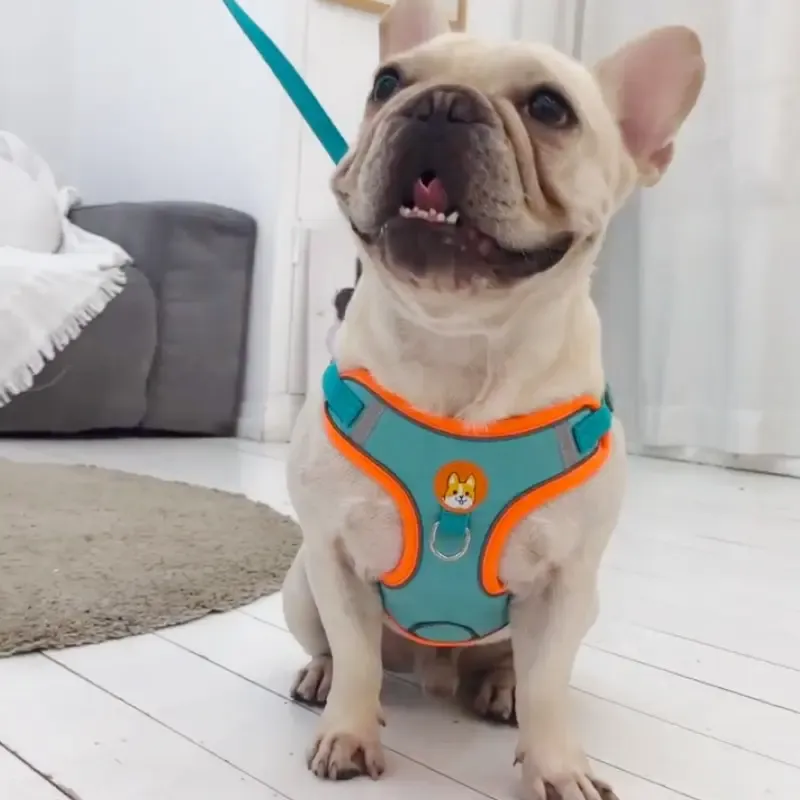 Harnais réglable sans traction pour chien avec bande réfléchissante, laisse de marche et de course, sangle poitrine et gilet pour chat 4