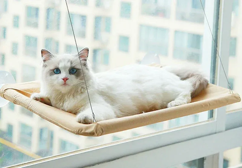 Hamac pour chat fixé à une fenêtre avec ventouses