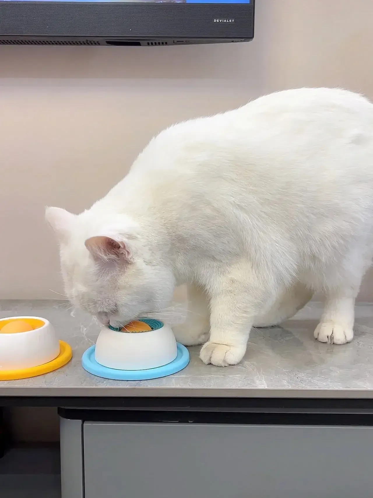 Accessoire de bien-être pour animal