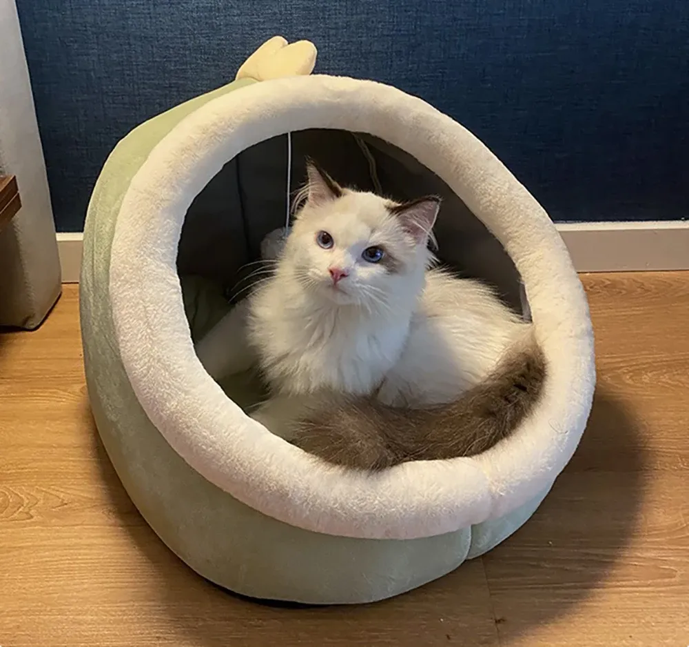 Lit pour chat, ambiance cosy