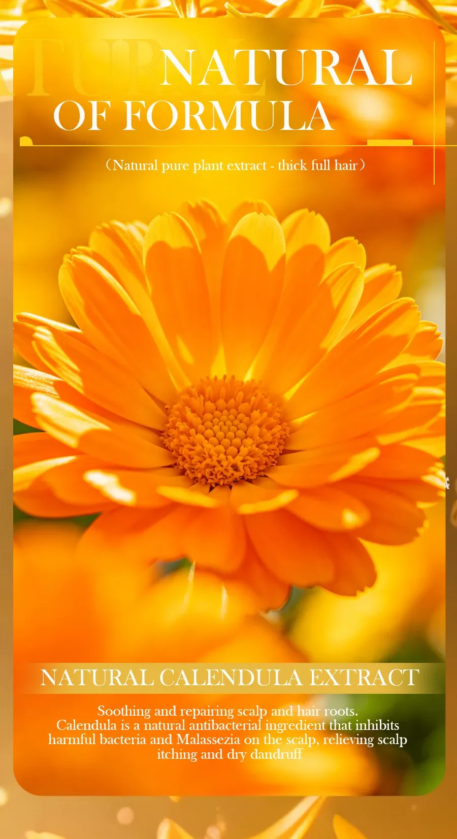Savon shampooing au calendula, lifestyle
