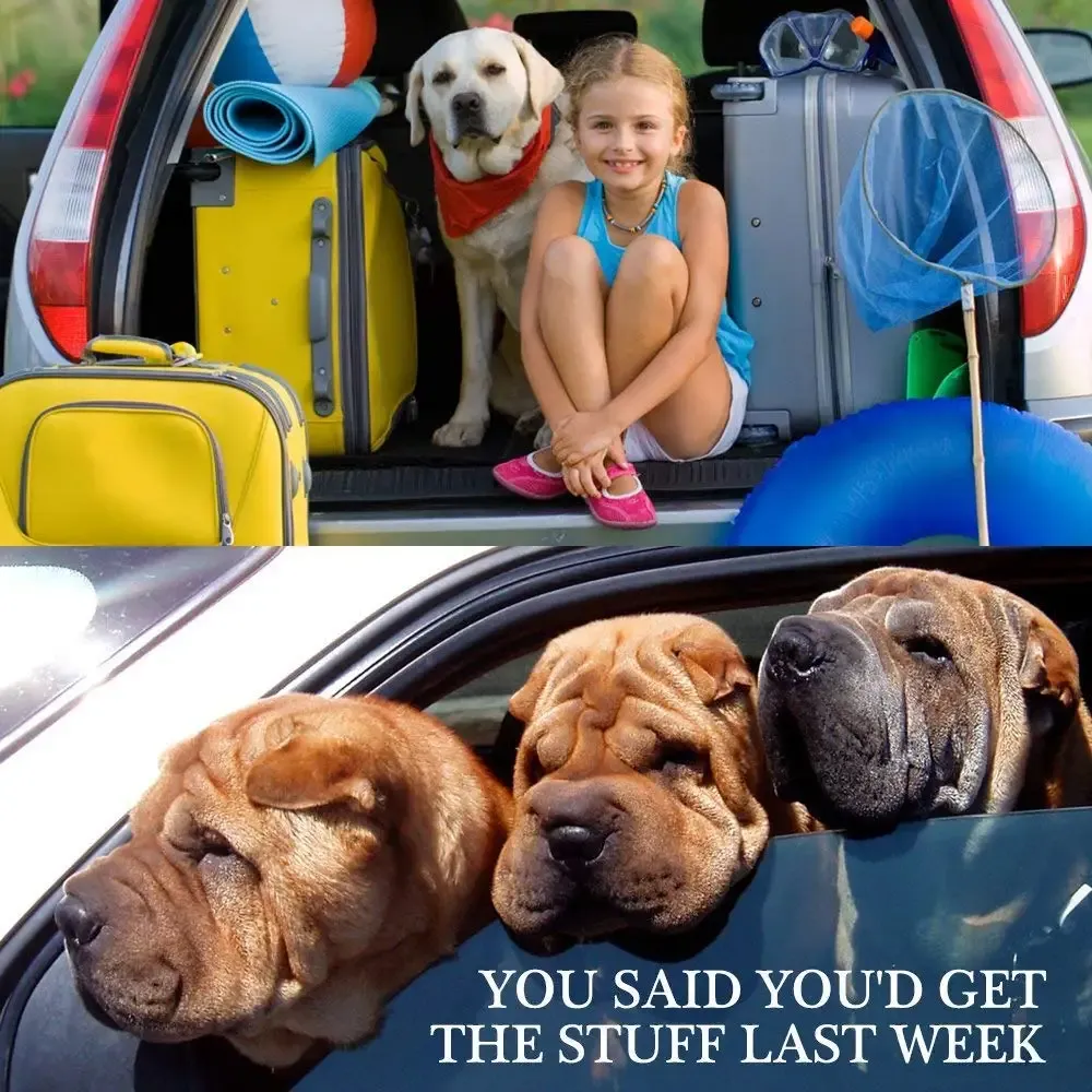 Siège auto pour chien et chat, ceinture de sécurité pour chien, harnais de sécurité en voiture robuste et amovible, accessoire de voyage pour animaux de compagnie 6