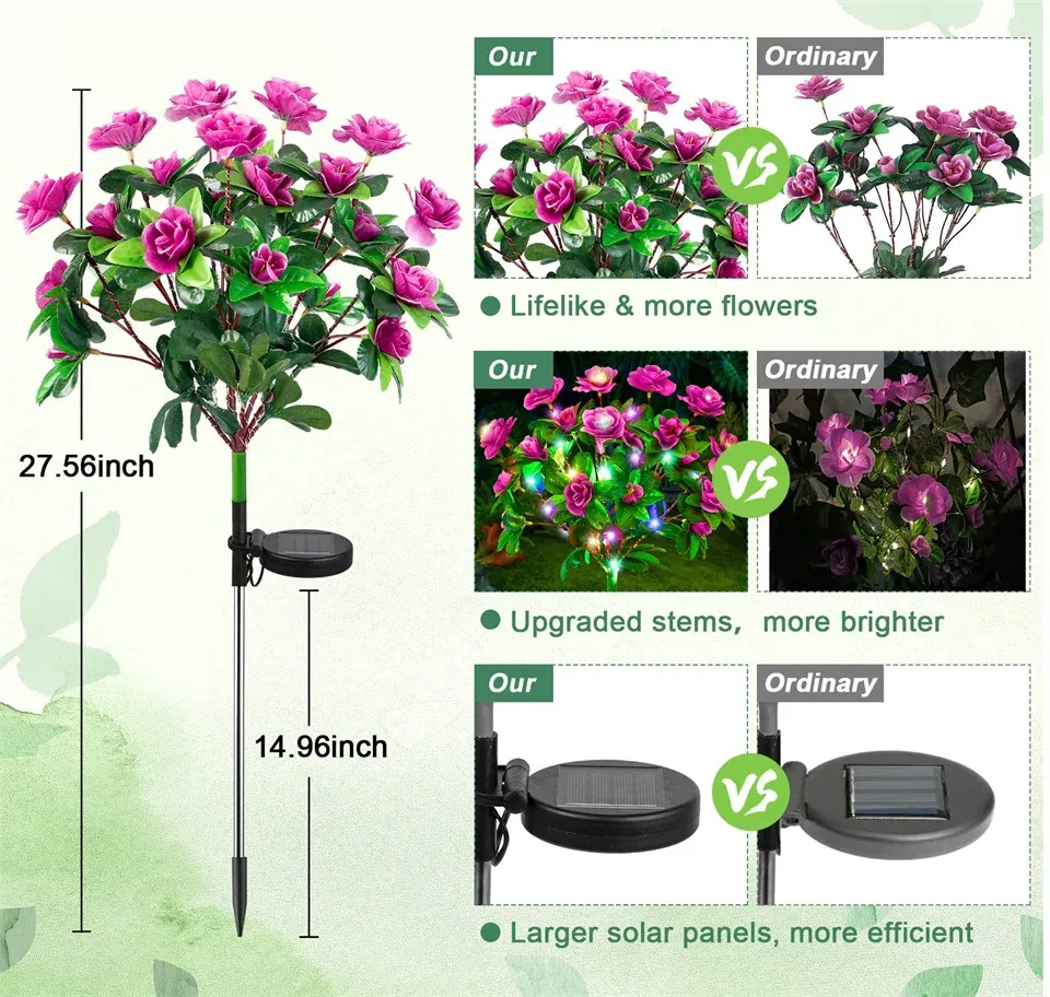 Détail des fleurs solaires d'azalée aux couleurs vives