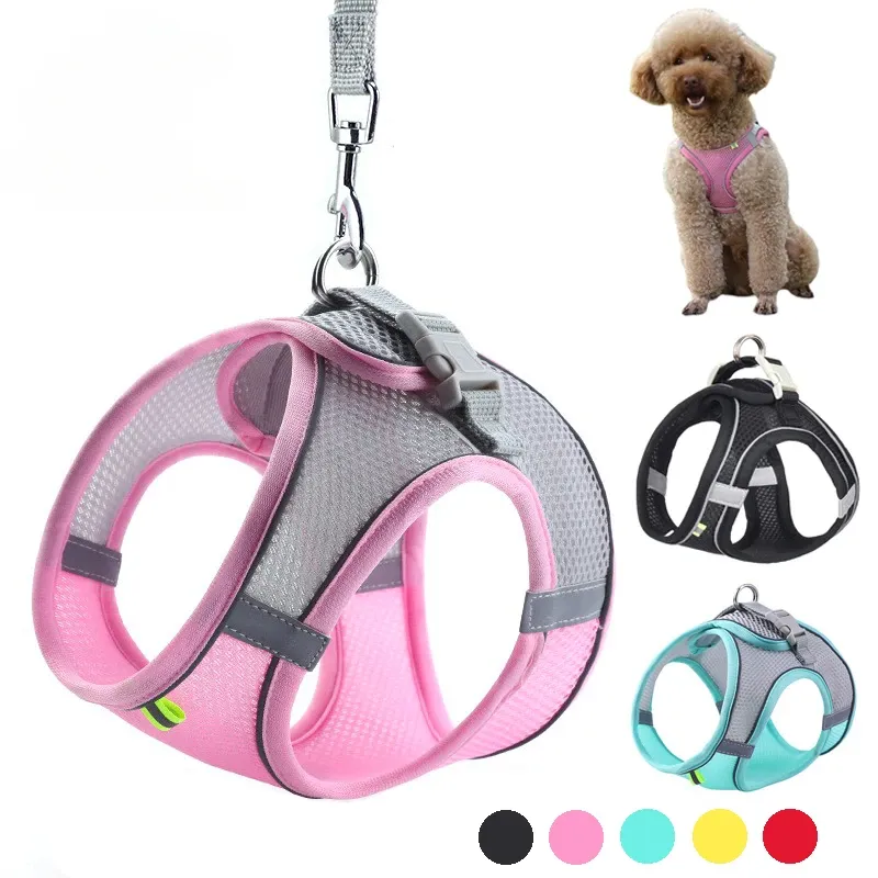 Ensemble d'accessoires réglables pour chiots et chats : collier et laisse pour petits chiens, bouledogue français et chihuahua 1
