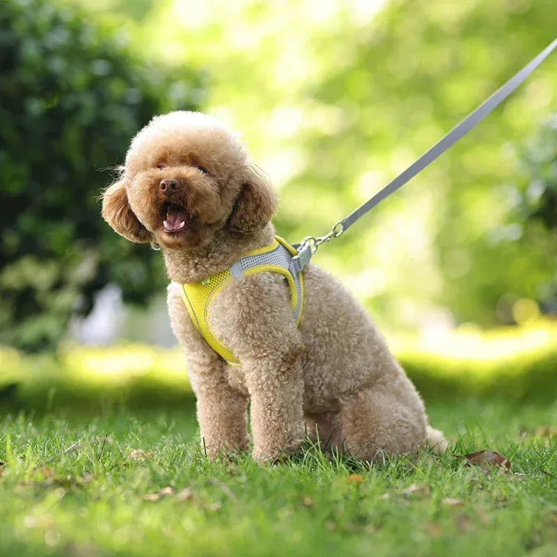 Ensemble d'accessoires réglables pour chiots et chats : collier et laisse pour petits chiens, bouledogue français et chihuahua 5