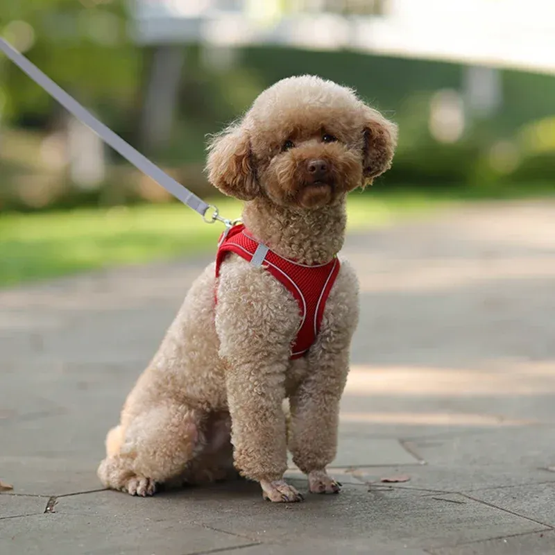 Harnais pour chiot et chat, vue de profil