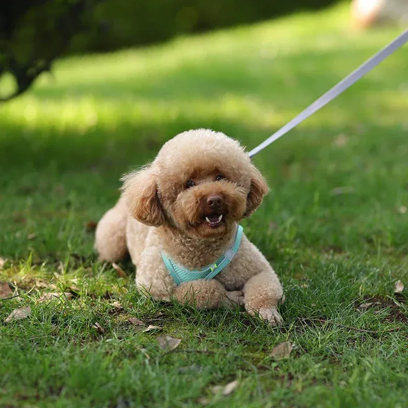 Harnais pour chiot et chat, vue arrière