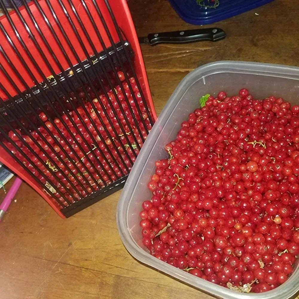 Cueilleur de baies portable avec peigne, outil de récolte à main pour fruits, pour jardin et ferme – PINCEF 4