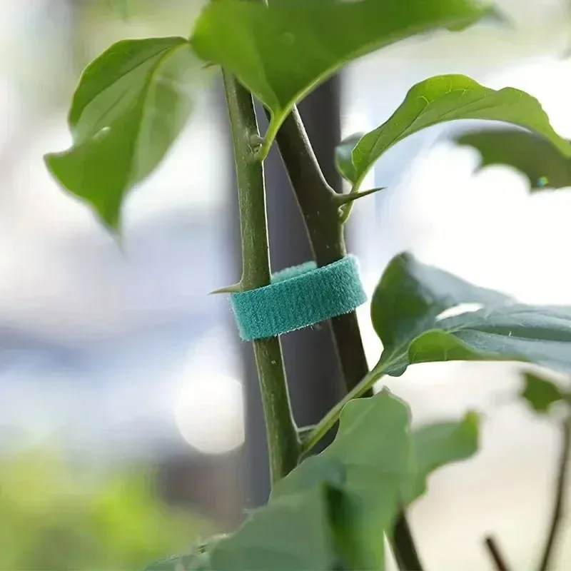 Attaches pour plantes en nylon auto-adhésives, vertes, réglables et réutilisables 2