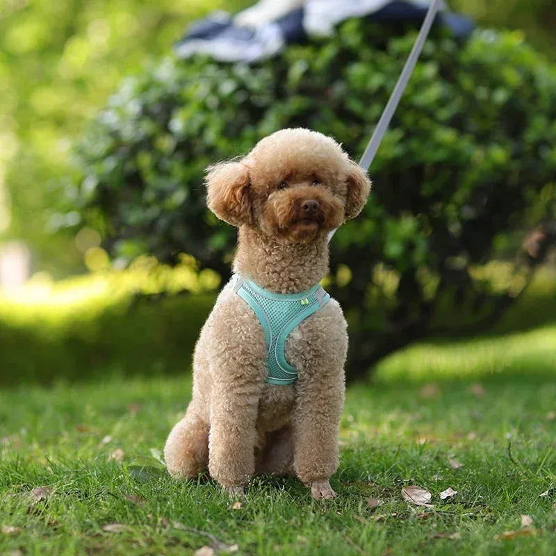 Harnais pour chien au quotidien