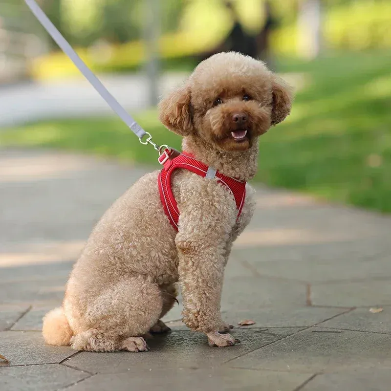 Finitions du harnais pour chien