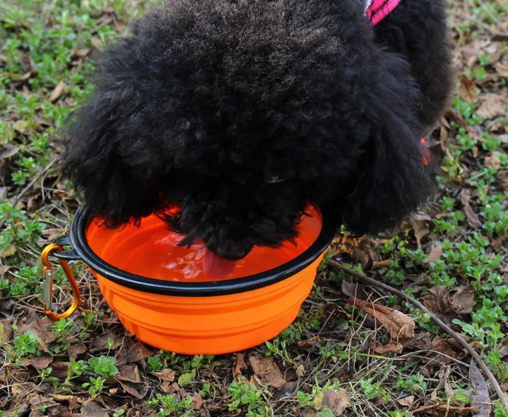 Gamelle pliable en silicone pour animal de compagnie