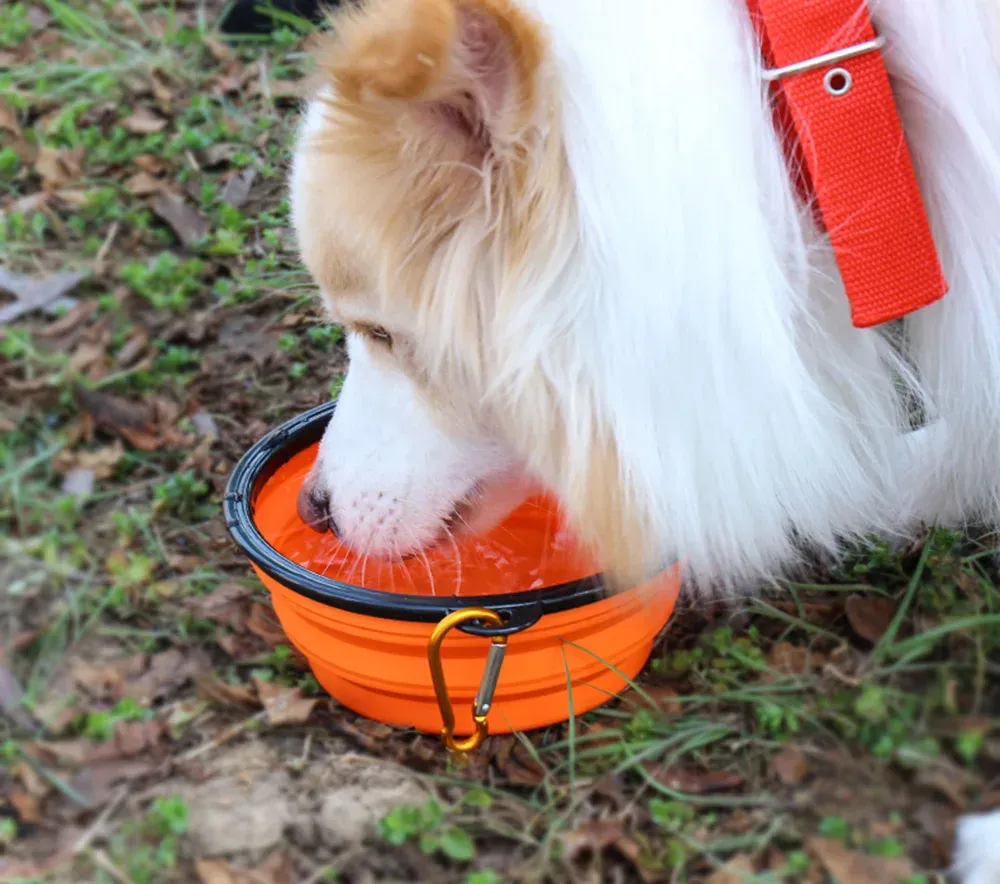 Gamelle pliable en silicone pour animal de compagnie