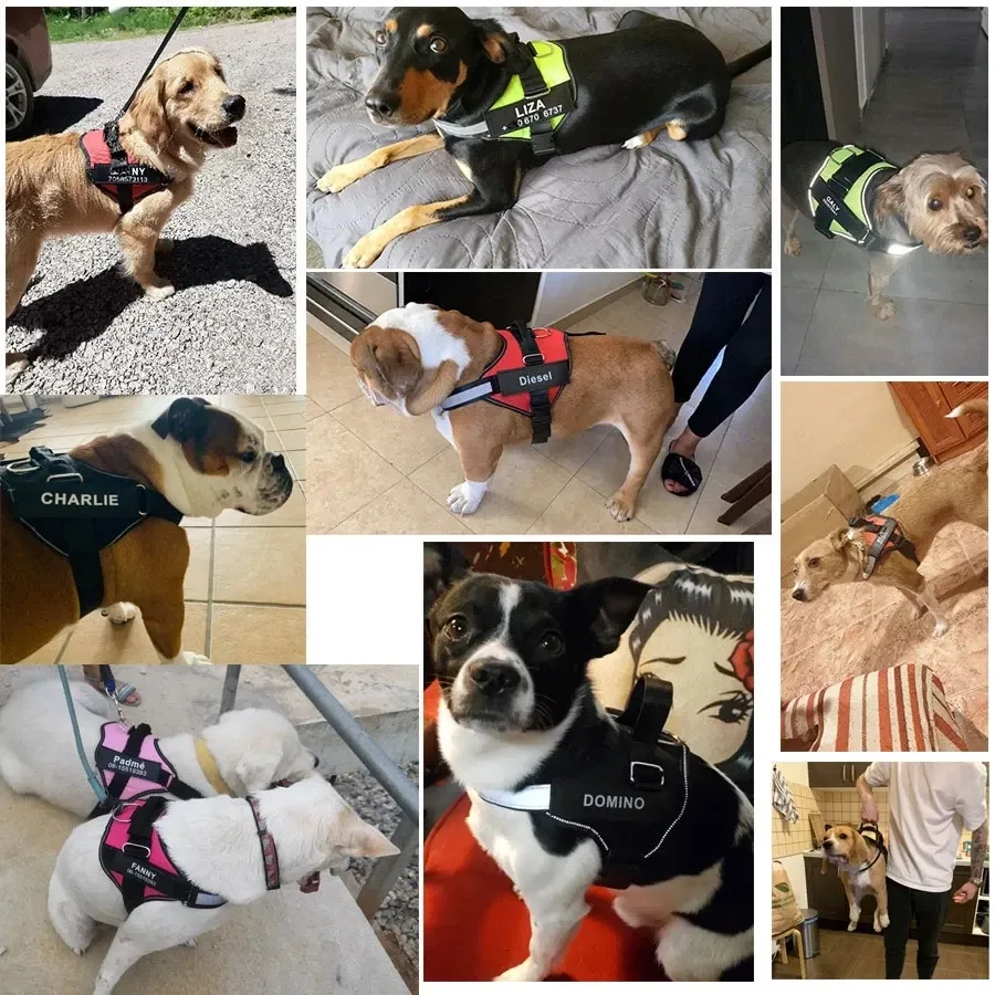 Harnais personnalisable pour chien