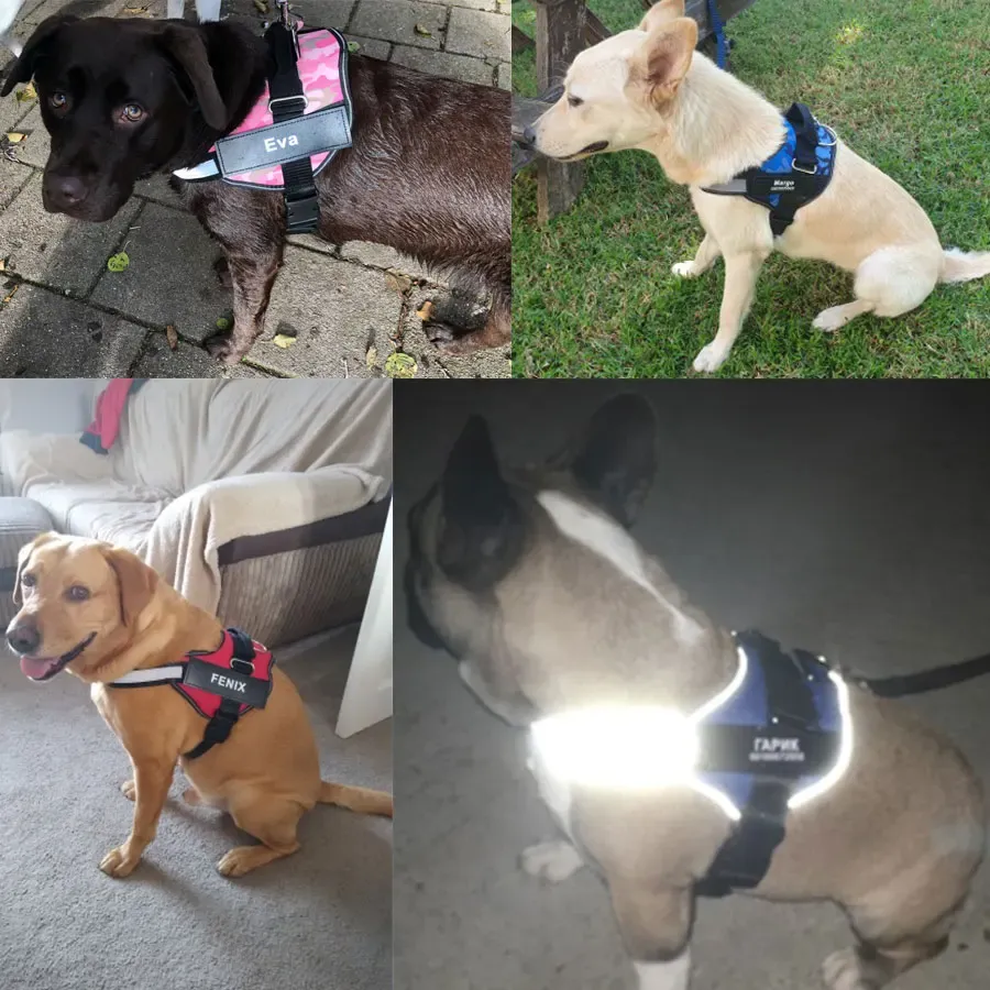 Harnais pour chien, lifestyle