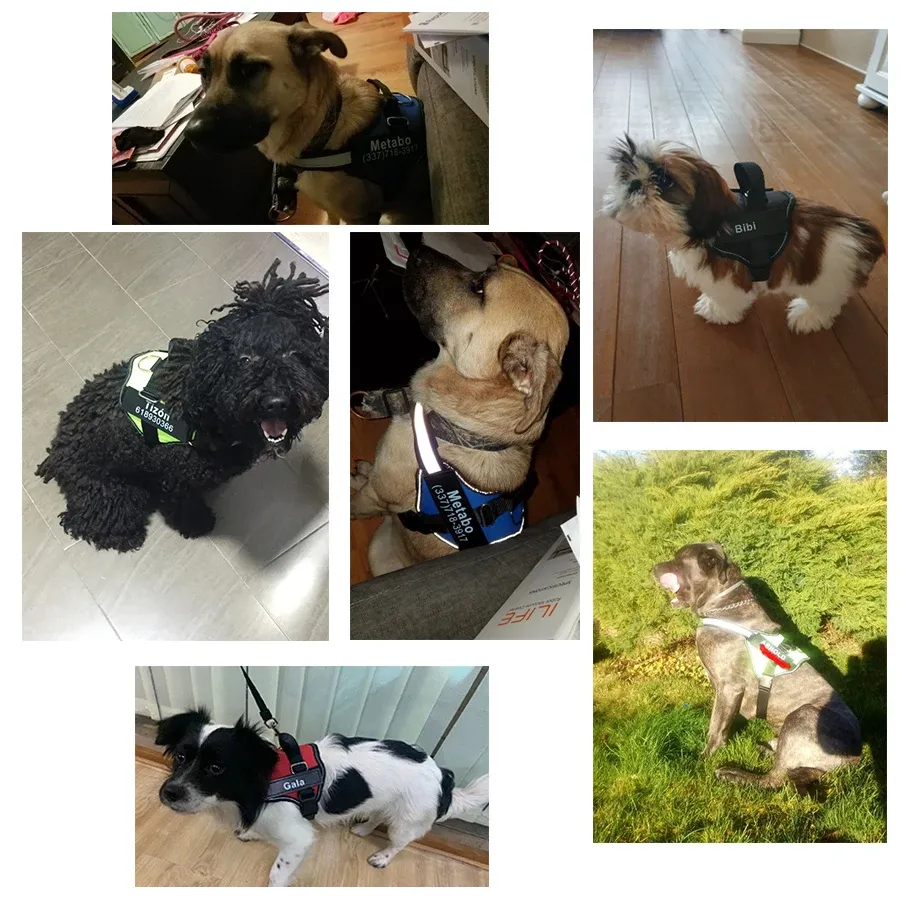Harnais pour chien, aventure