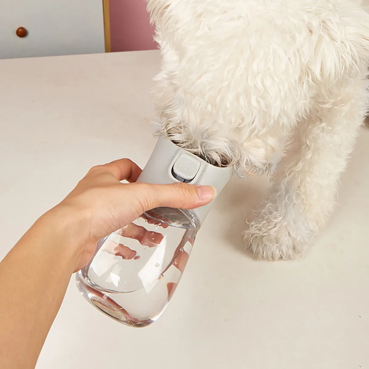 Bouteille d'eau pour chien, vue de face