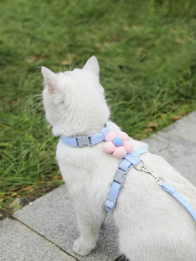 Harnais sur un chat