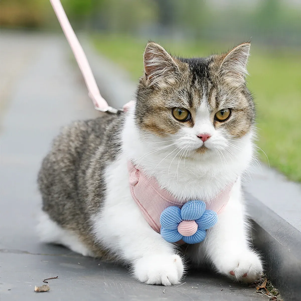 Ensemble harnais et laisse pour animal