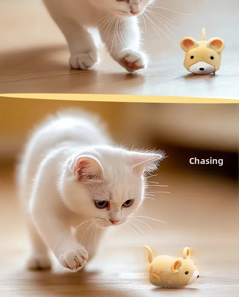 Jouet interactif pour chat, utilisation au quotidien