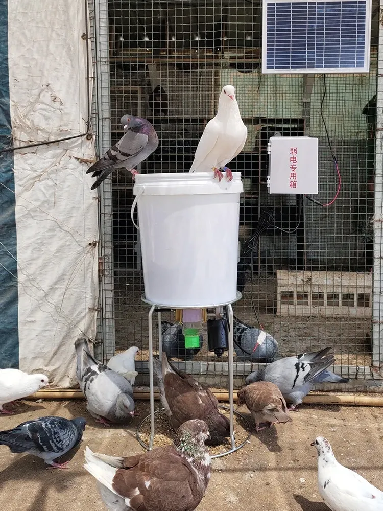 Mangeoire automatique intelligente pour poulets, pigeons et canards 5