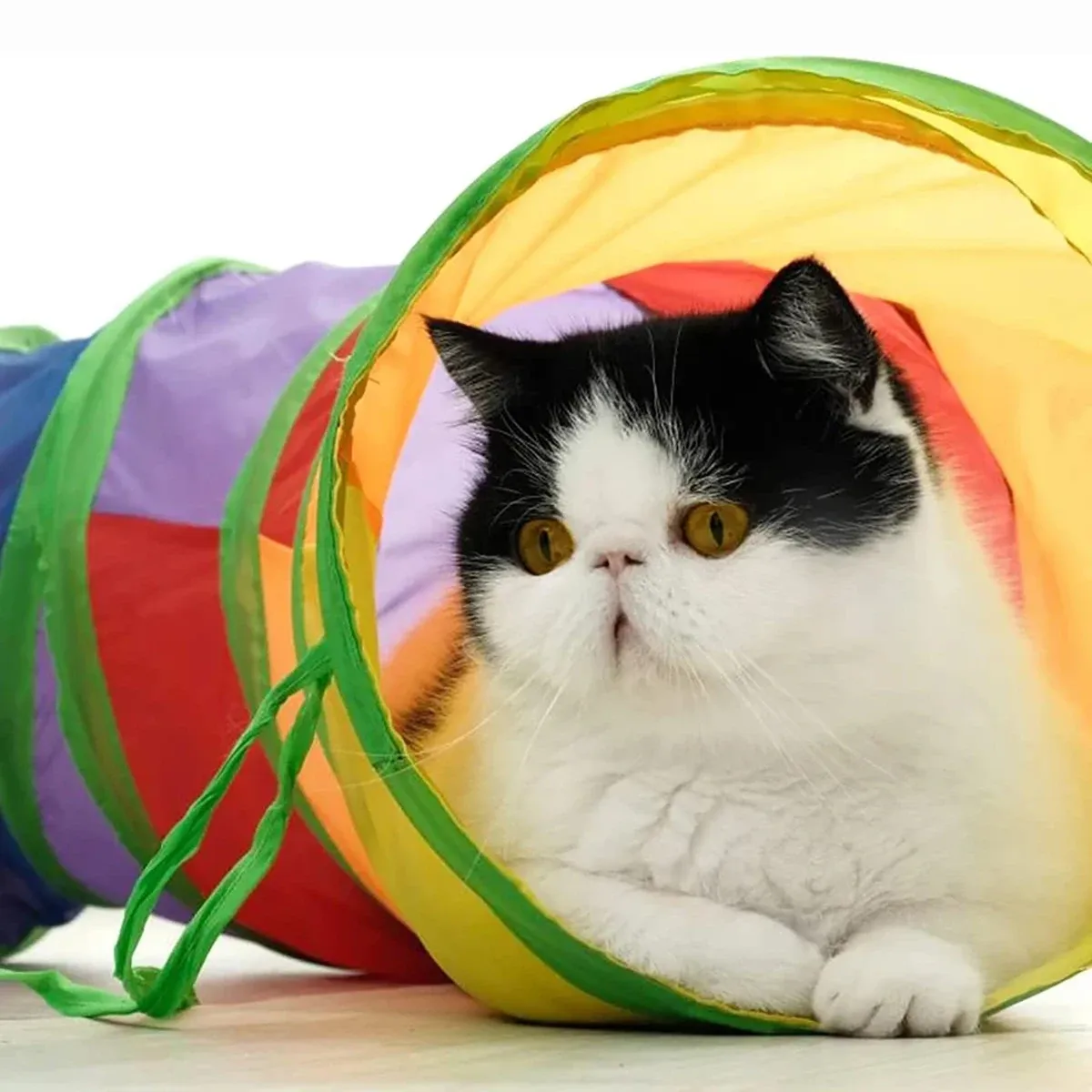 Tunnel pliable pour chat, jouet d'entraînement interactif pour chaton 3