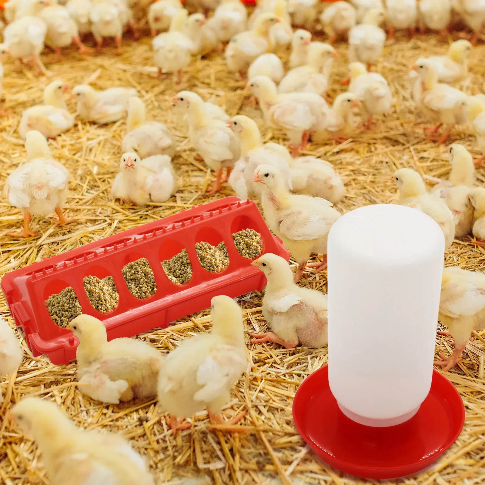 Mangeoire automatique à eau pour poussins et cailles 6