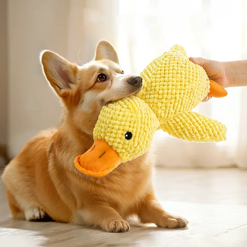 Jouet en peluche pour chiens