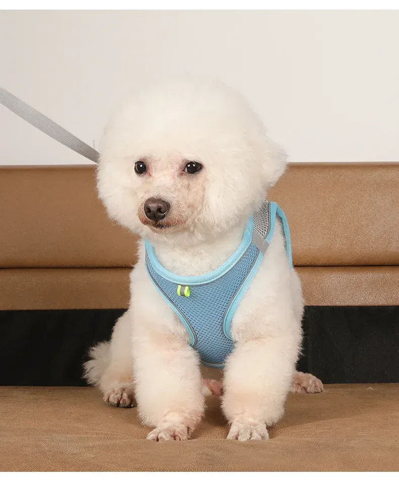 Laisse de marche pour petit chien
