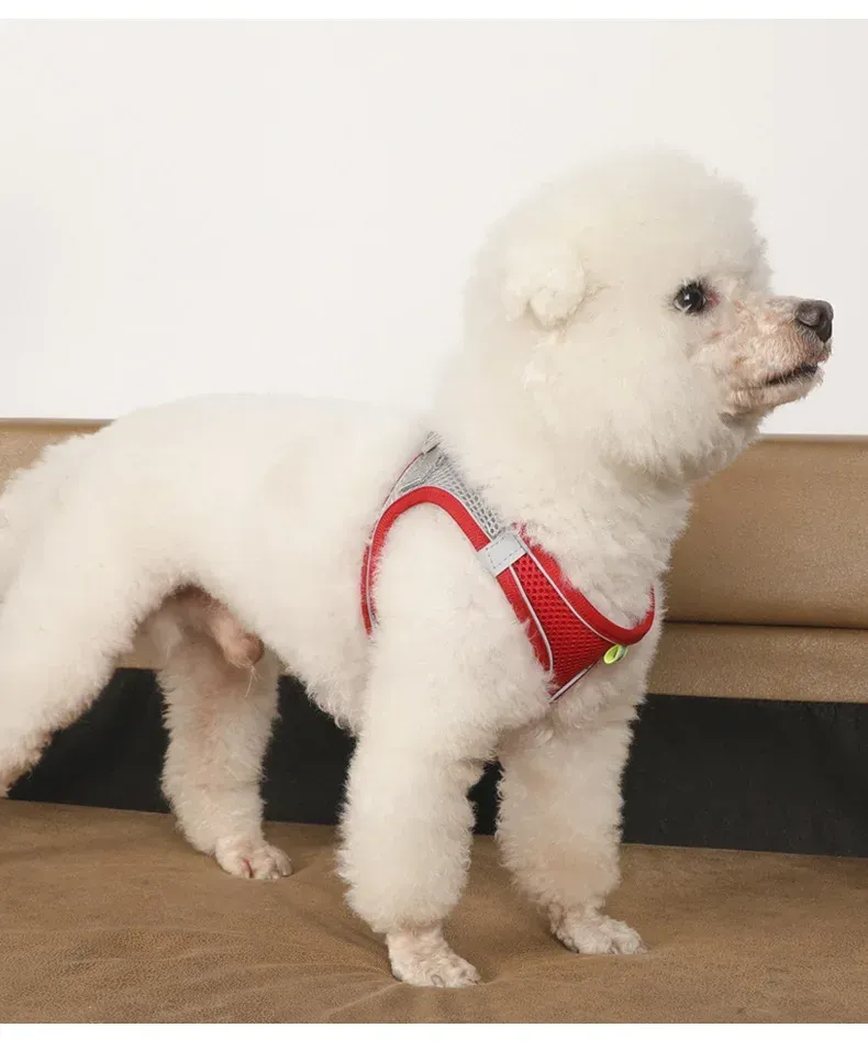 Petit chien équipé de son harnais