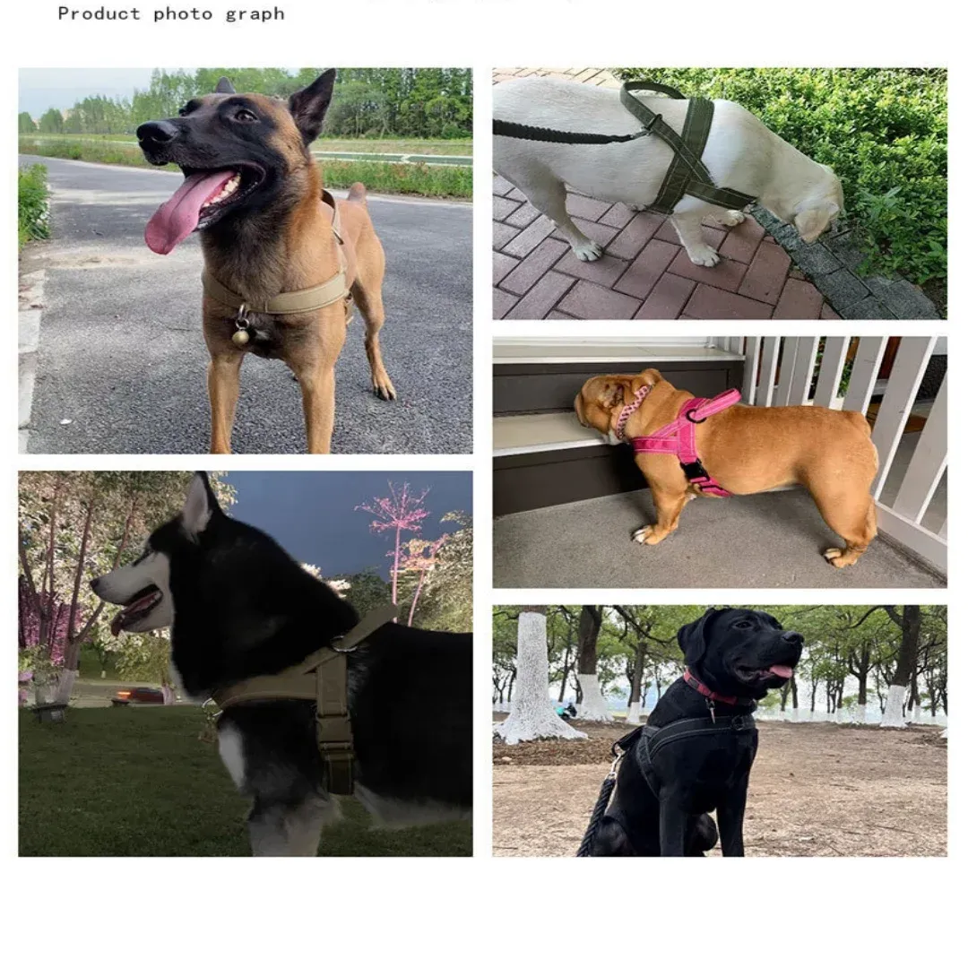 Harnais tactique pour chien en situation