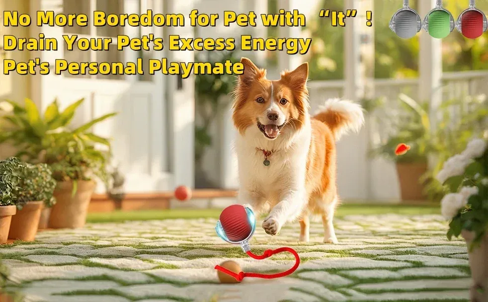 Chat jouant avec la balle interactive