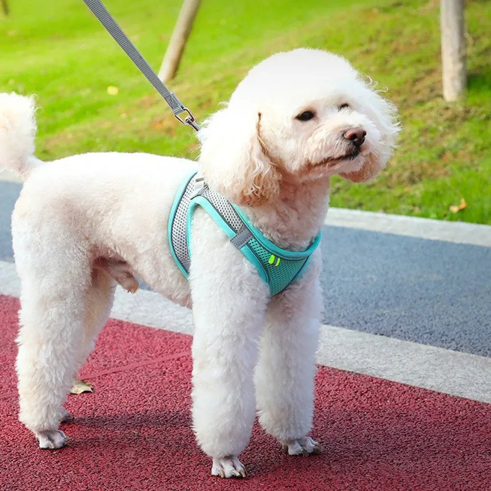 Harnais pour animal de compagnie, ambiance extérieure