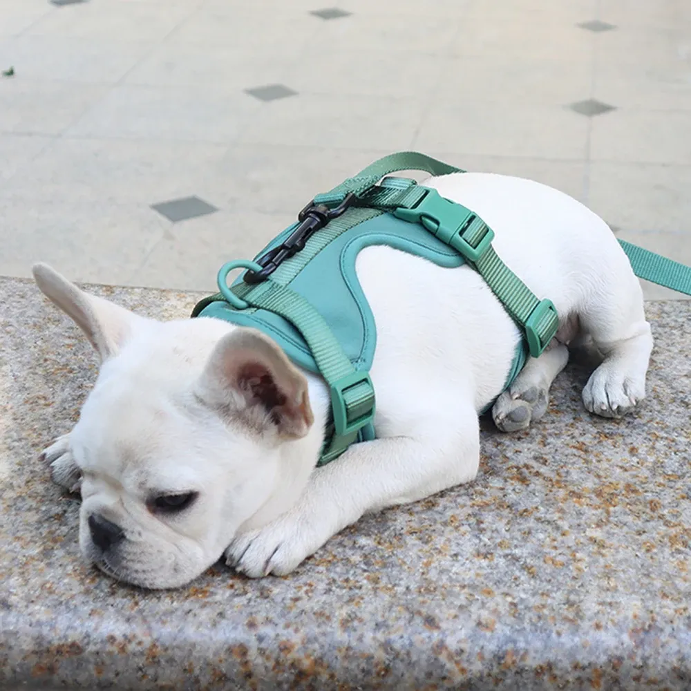 Harnais pour chien, vue détaillée 9