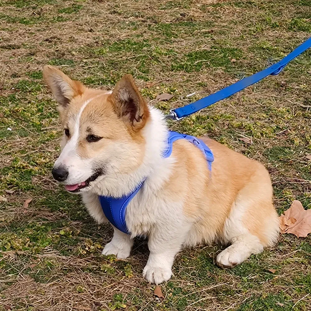 Harnais pour chien, vue détaillée 10