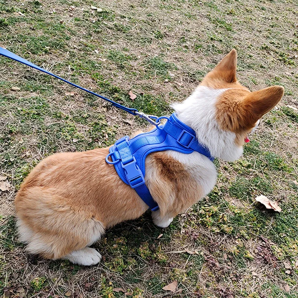 Harnais pour chien, vue détaillée 11