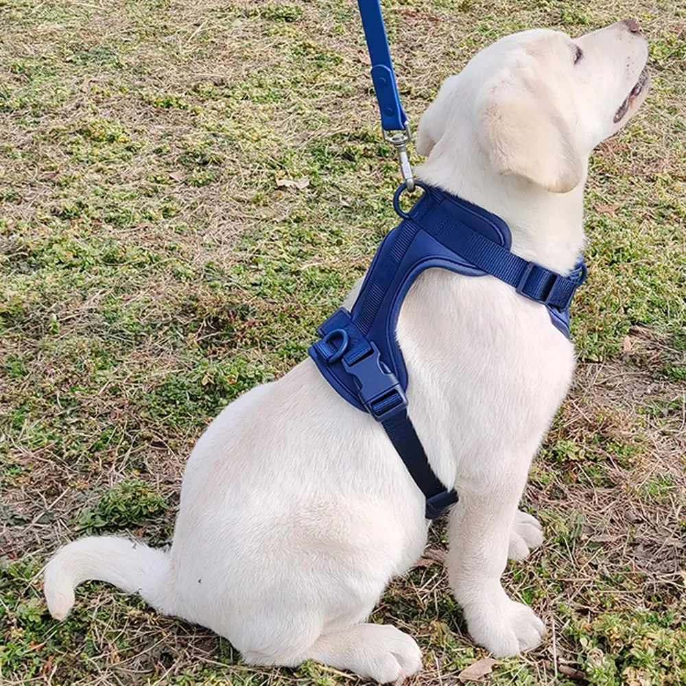 Harnais pour chien, vue détaillée 12