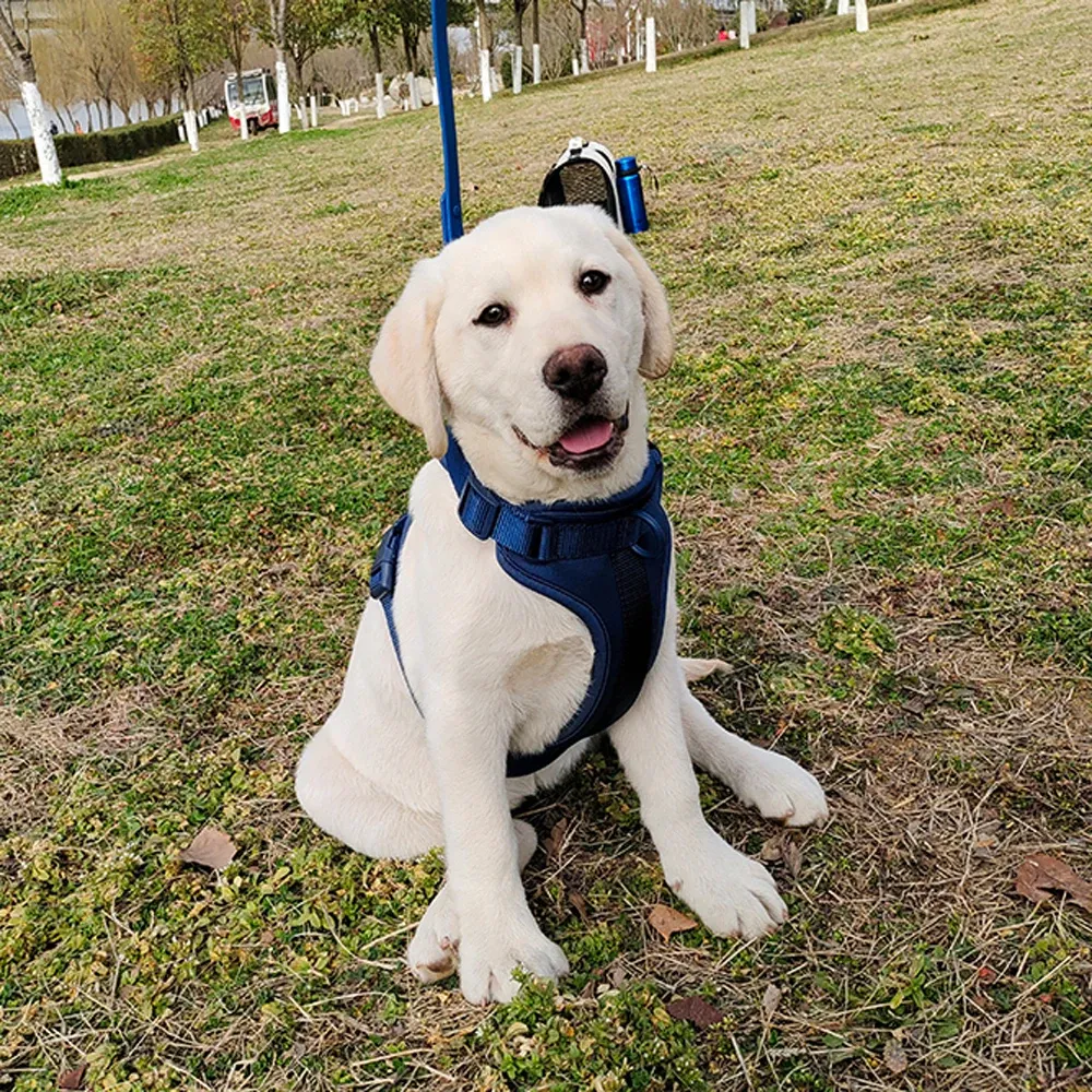 Harnais pour chien, vue détaillée 14