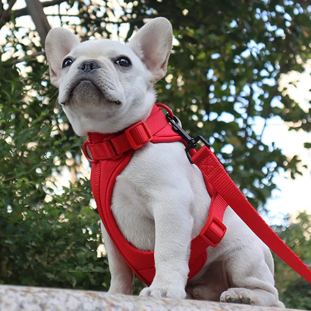 Harnais pour chien, vue détaillée 16
